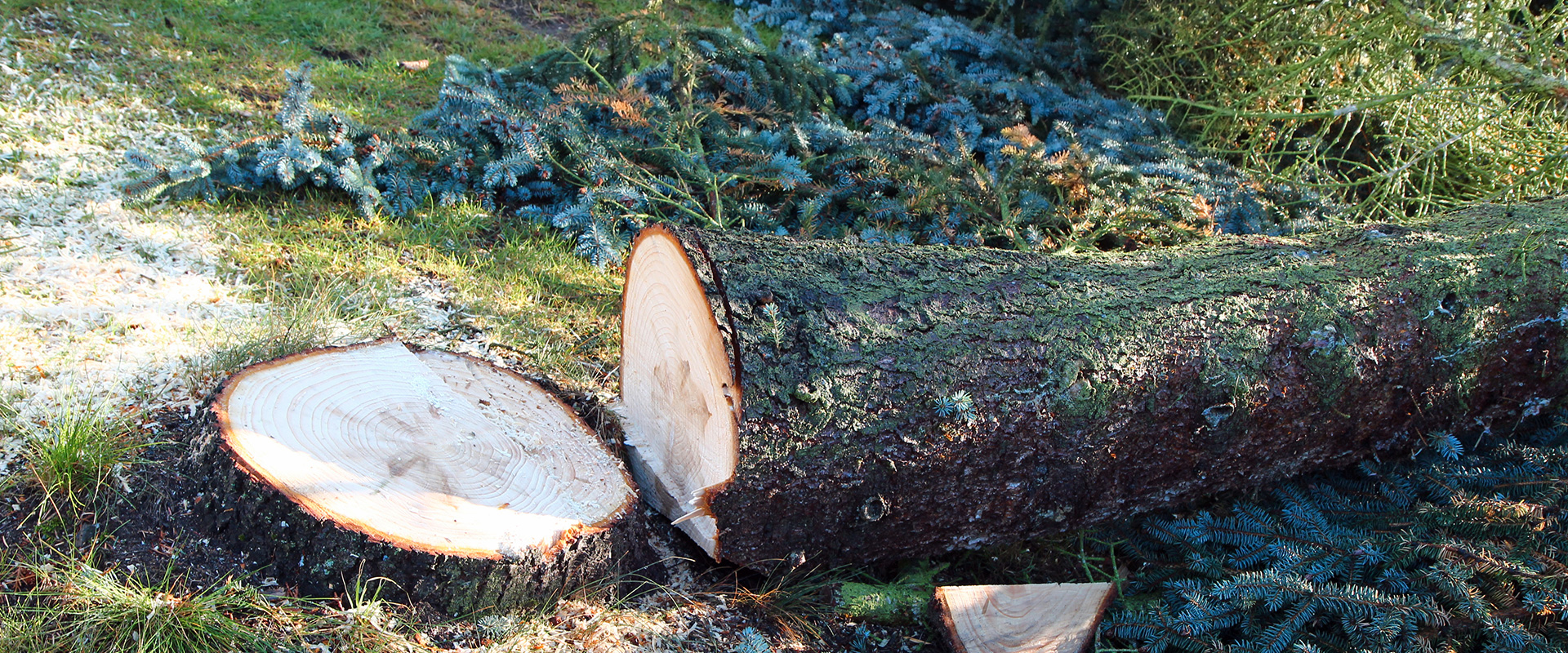 Abattage d'arbres à Montmorency (95160) dans le Val d'Oise 95